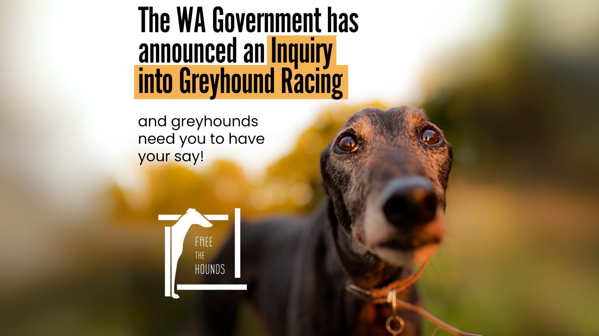 Free the Hounds - Greyhound Inquiry