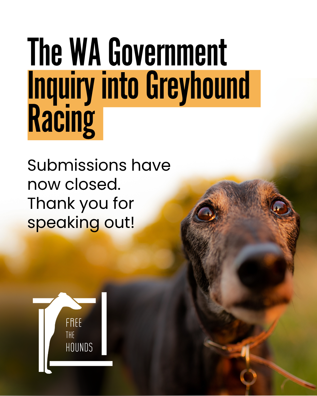 Greyhound Inquiry Update
